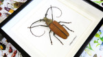 Longhorn beetle bugs Callipogon armillatus Bits & Bugs 