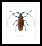 Longhorn beetle bugs Callipogon armillatus Bits & Bugs 