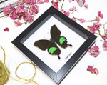 butterfly moth lepidoptera for sale Papilio paris Bits&Bugs 