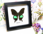 butterfly moth lepidoptera for sale Papilio paris Bits&Bugs 