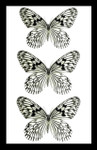 Real butterfly collection black and white Bits & Bugs