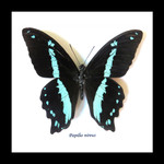 Papilio nireus