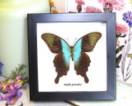 home decor design taxidermy butterfly for sale Papilio peranthus adamantius Bits & Bugs