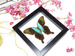 home decor design taxidermy butterfly for sale Papilio peranthus adamantius Bits & Bugs