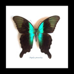 home decor design taxidermy butterfly for sale Papilio peranthus adamantius Bits & Bugs