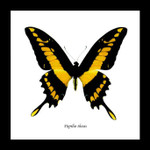 Papilio thoas