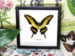 Papilio thoas
