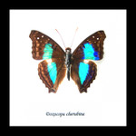 Doxocopa cherubina Bits & Bugs