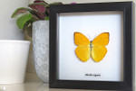 Framed butterflies  Phoebis argante Bits & Bugs 