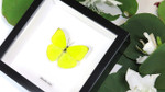 Framed butterflies Phoebis trite Bits&Bugs