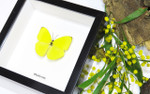 Framed butterflies Phoebis trite Bits&Bugs