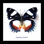 Entomology specimen butterfly Hypolimnas dexithea Bits & Bugs