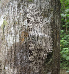 Thysania agrippina Bits & Bugs 