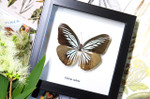 Framed butterflies Bits & Bugs
