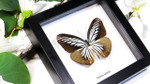 Framed butterflies Bits & Bugs