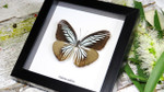 Framed butterflies Bits & Bugs