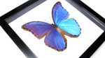 Real butterfly Morpho amathonte Bits&Bugs 