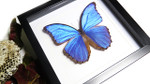 Real butterfly Morpho amathonte Bits&Bugs 
