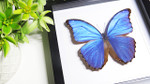 Morpho amathonte matt 