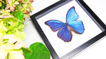 Real butterfly Morpho amathonte Bits&Bugs 