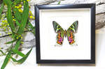 Framed butterflies and moths Chrysiridia ripheus  Bits & Bugs 