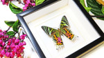 Framed butterflies and moths Chrysiridia ripheus  Bits & Bugs 