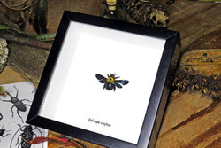Insect bug bee butterfly dragonfly taxidermy entomology beetle 