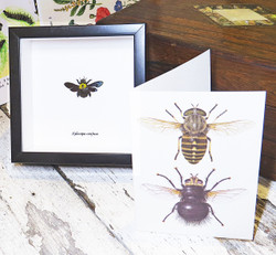 Insect bug bee butterfly dragonfly taxidermy entomology beetle 