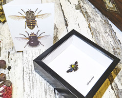 Insect bug bee butterfly dragonfly taxidermy entomology beetle 