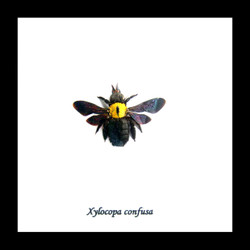 Xylocopa confusa Bee Bits & Bugs