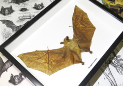 Macroglossus minimus bat 