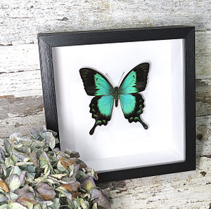 Papilio lorquinianus 