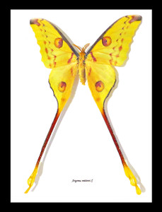 Moth Argema mittrei Bits & Bugs 