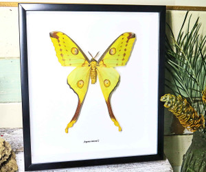Framed moth Argema mittrei Bits and Bugs