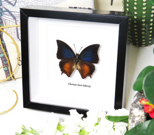 Charaxes mars dohertyi 