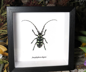 Anoplophora elegans