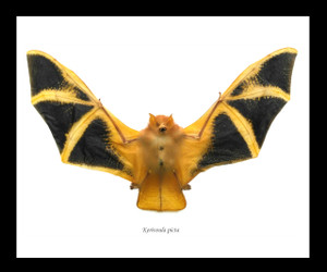 Bat real framed bat Bits & Bugs