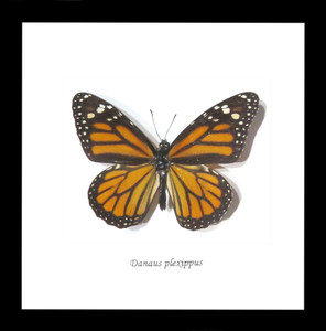 Australian butterfly for sale Monarch butterfly Bits&Bugs 
