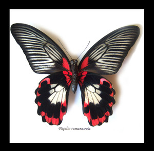 Papilio rumanzovia female