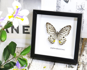 Graphium delesserti  Bits & Bugs 