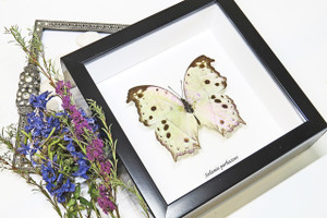 butterfly for sale Australia Salamis parhassus Bits & Bugs