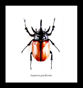 Eupatorus gracilicornis closed 