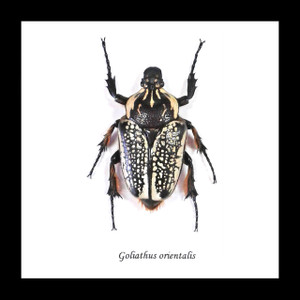 Beetle real bugs Goliathus orientalis female Bits & Bugs