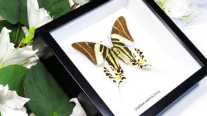 Graphium androcles