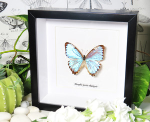 Morpho portis thamyris - Bits and Bugs
