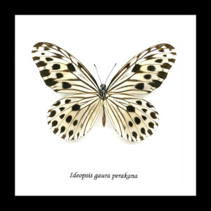  Butterfly Ideopsis gaura perakana Bits & Bugs