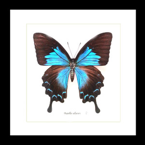 Australian butterfly Papilio ulysses female Bits & Bugs 