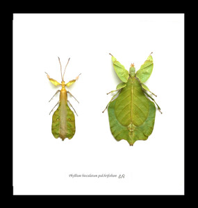 Leaf insect Phyllium bioculatum pulchrifolium Bits & Bugs 