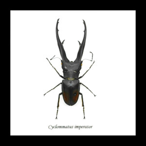 Beetle Cyclommatus imperator Bits & Bugs 
