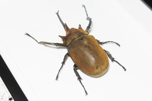 Megasoma elephas 